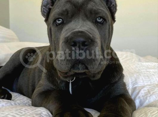 Esteti̇kli̇ Kaçirilmiyacak Blue Cane Corso Yavrular görsel