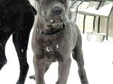 Esteti̇kli̇ Kaçirilmiyacak Blue Cane Corso Yavrular