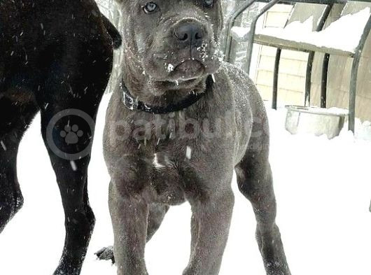Esteti̇kli̇ Kaçirilmiyacak Blue Cane Corso Yavrular görsel