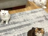 Efsane Güzellikte Uzun Tüylü Yavrularım