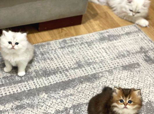 Efsane Güzellikte Uzun Tüylü Yavrularım görsel