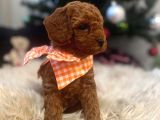 Tooypoodle Yavrularımız 40 Günlük