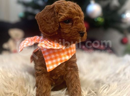 Tooypoodle Yavrularımız 40 Günlük görsel
