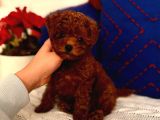 Orjinal Kore Toypoodle Yavru