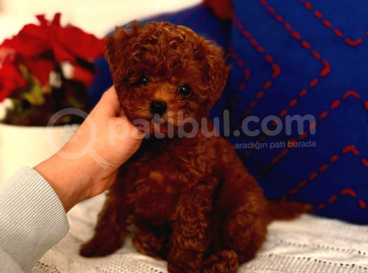 Orjinal Kore Toypoodle Yavru görsel