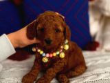 Minyatür Toypoodle Bebek
