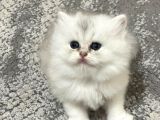 Efsane Güzellikte Uzun Tüylü Yavrularım