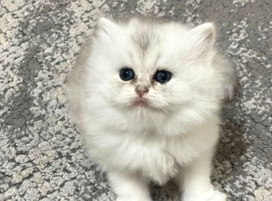 Efsane Güzellikte Uzun Tüylü Yavrularım görsel