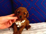 Poodle Yavru Dişi Bebek