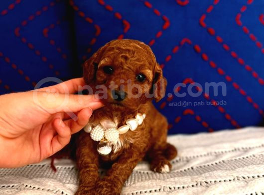 Poodle Yavru Dişi Bebek görsel