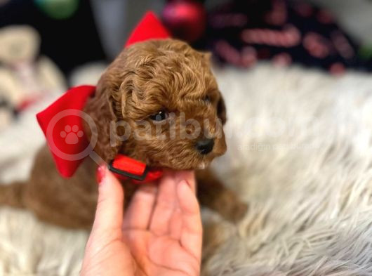 Tooypoodle Yavrularımız 40 Günlük görsel