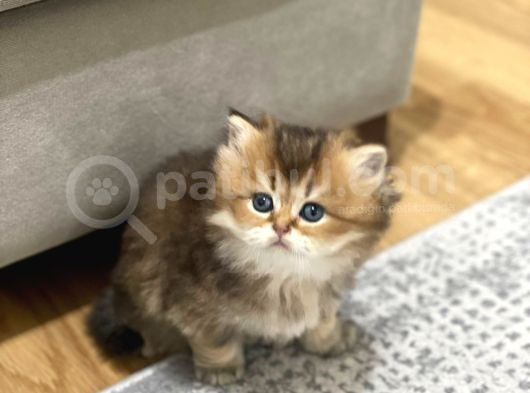 Efsane Güzellikte Uzun Tüylü Yavrularım görsel