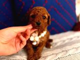 Poodle Yavru Dişi Bebek