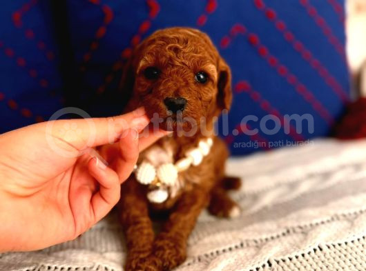 Poodle Yavru Dişi Bebek görsel