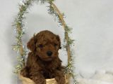 A Kali̇te Toy Poodle Yavrularim