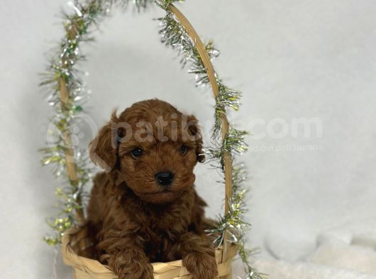A Kali̇te Toy Poodle Yavrularim görsel