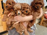 Toy Poodle Yavrularım