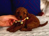 Minyatür Toypoodle Bebek