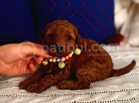 Minyatür Toypoodle Bebek görsel