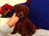 Orjinal Kore Toypoodle Yavru