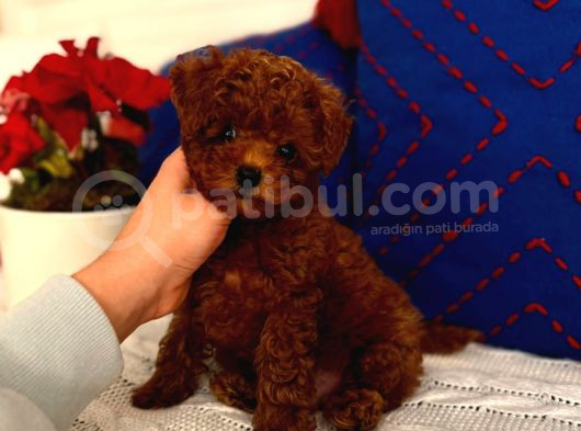 Orjinal Kore Toypoodle Yavru görsel
