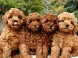 toy poodle yavrularım