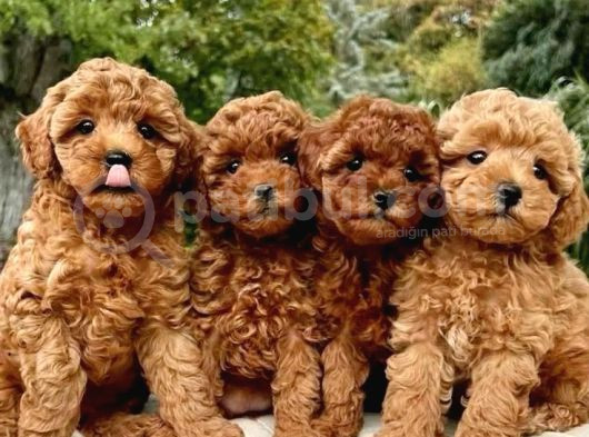 Toy Poodle Yavrularım
