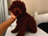Aşılı Toypoodle erkek