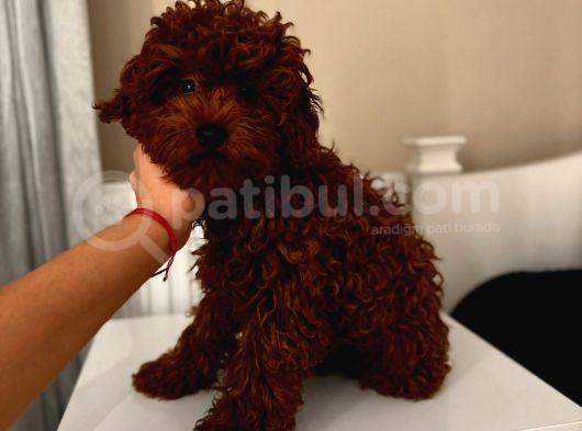Aşılı Toypoodle Erkek