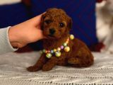Minyatür Toypoodle Dişi Bebek