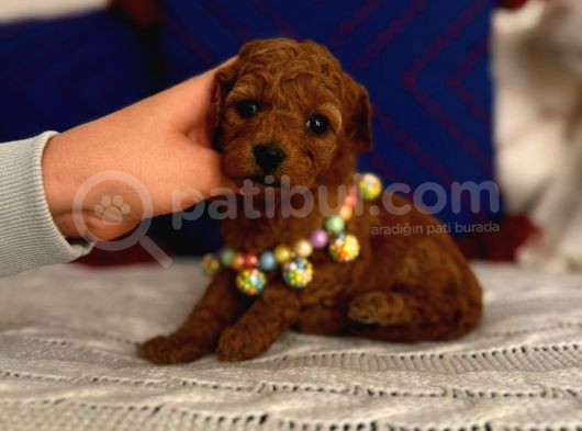 Minyatür Toypoodle Dişi Bebek görsel
