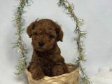 A Kali̇te Toy Poodle Yavrularim