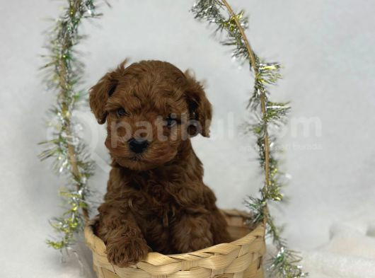 A Kali̇te Toy Poodle Yavrularim görsel