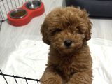 2 Aylık Toy Poodle