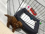 2 Aylık Toy Poodle