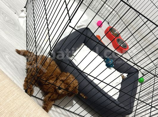 2 Aylık Toy Poodle görsel