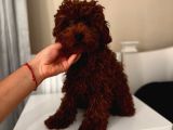 Aşılı Toypoodle Erkek