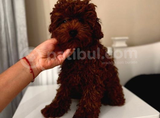 Aşılı Toypoodle Erkek görsel