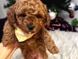 Tooypoodle Yavrularımız 40 Günlük