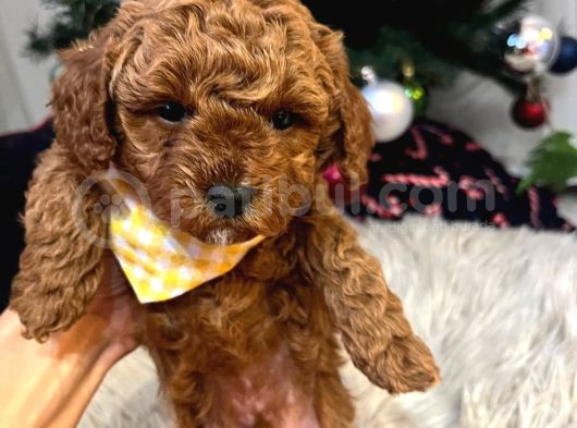 Tooypoodle Yavrularımız 40 Günlük görsel