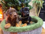 Estetikli King Doberman Yavrular
