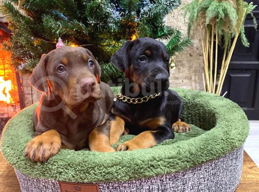 Estetikli King Doberman Yavrular görsel