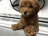 2 aylık Toy poodle