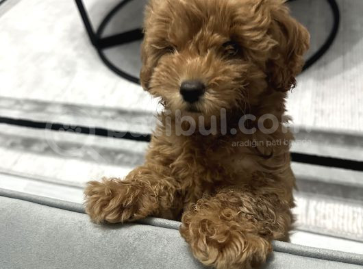 2 Aylık Toy Poodle