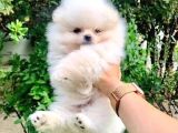 POMERİAN BOO PUPPİES