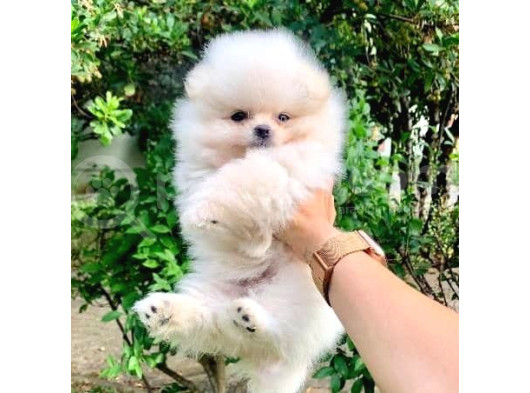 Pomeri̇an Boo Puppi̇es