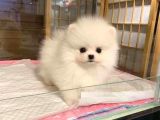 Pomeri̇an Boo Puppi̇es