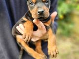 KİNG DOBERMAN YAVRULARIMIZ