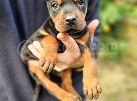 Ki̇ng Doberman Yavrularimiz