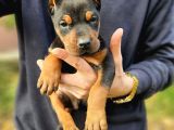 Ki̇ng Doberman Yavrularimiz